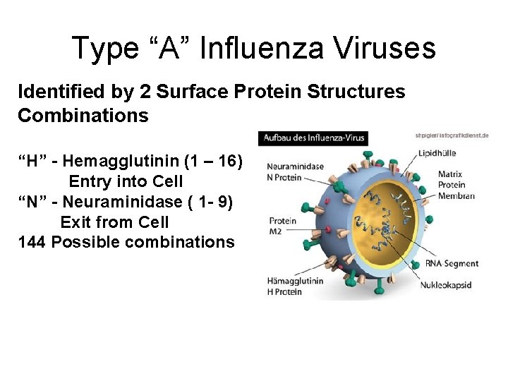 Type “A” Influenza Viruses Identified by 2 Surface Protein Structures Combinations “H” - Hemagglutinin