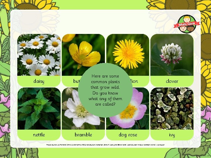 daisy nettle Here are some buttercupcommon plantsdandelion that grow wild. Do you know what daisy nettle Here are some buttercupcommon plantsdandelion that grow wild. Do you know what
