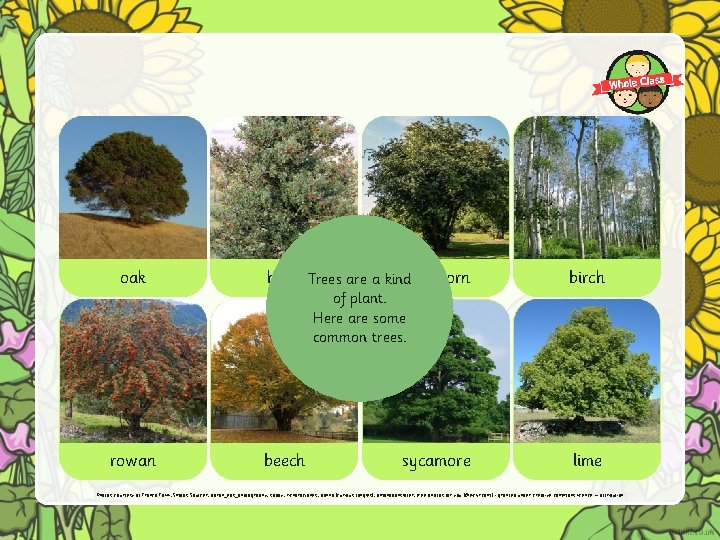 oak hawthorn holly Trees are a kind birch of plant. Here are some common oak hawthorn holly Trees are a kind birch of plant. Here are some common