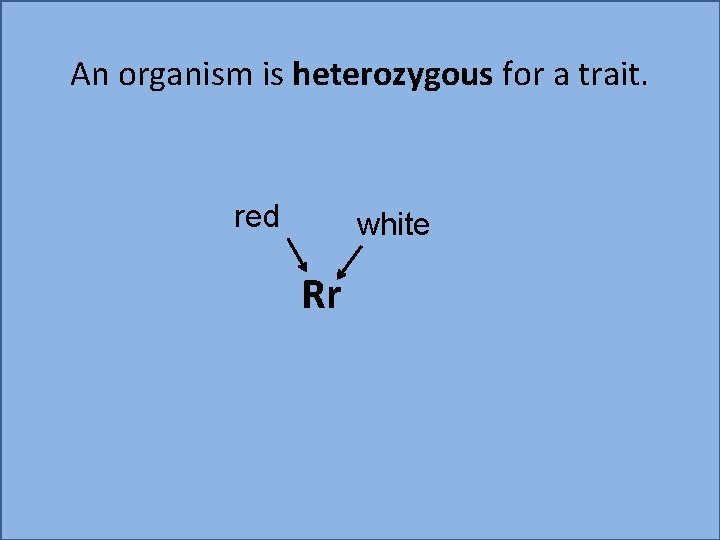 An organism is heterozygous for a trait. red white Rr 