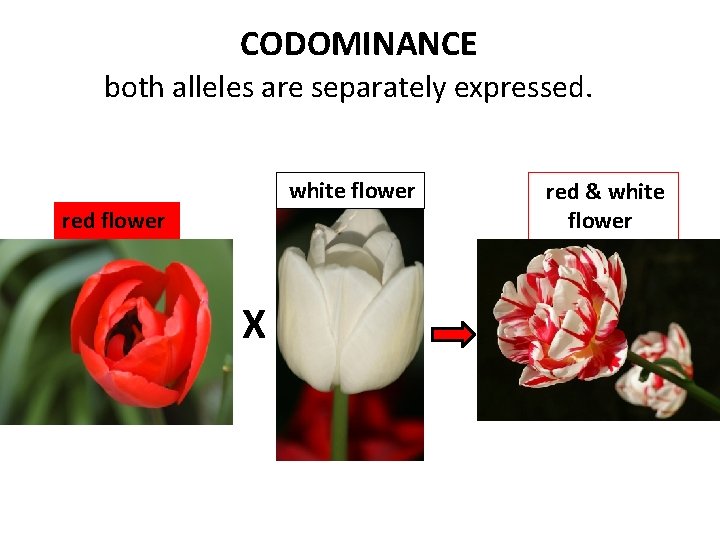 CODOMINANCE both alleles are separately expressed. white flower red flower X red & white