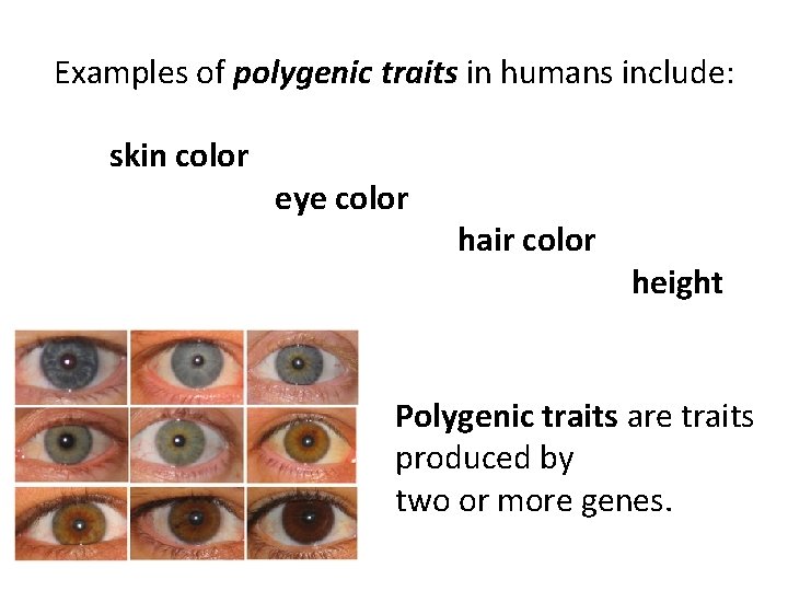 Examples of polygenic traits in humans include: skin color eye color hair color height