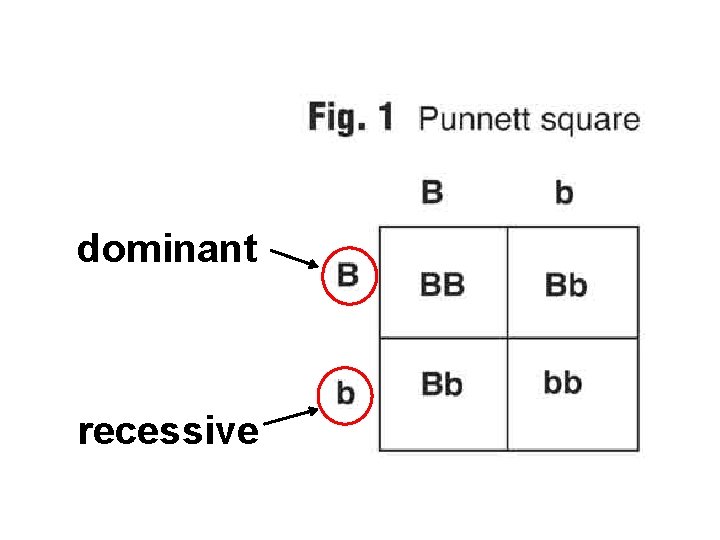 dominant recessive 