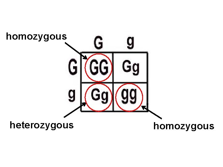 homozygous heterozygous homozygous 