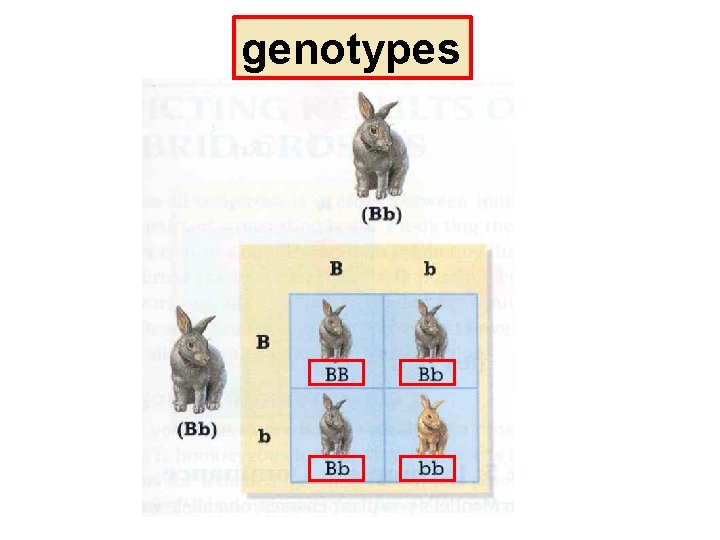 genotypes 