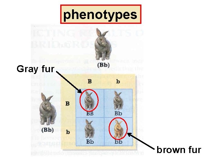 phenotypes Gray fur brown fur 