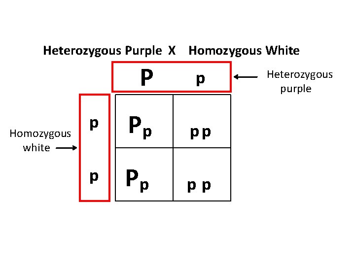 Heterozygous Purple X Homozygous White Homozygous white P p p Pp Pp p pp