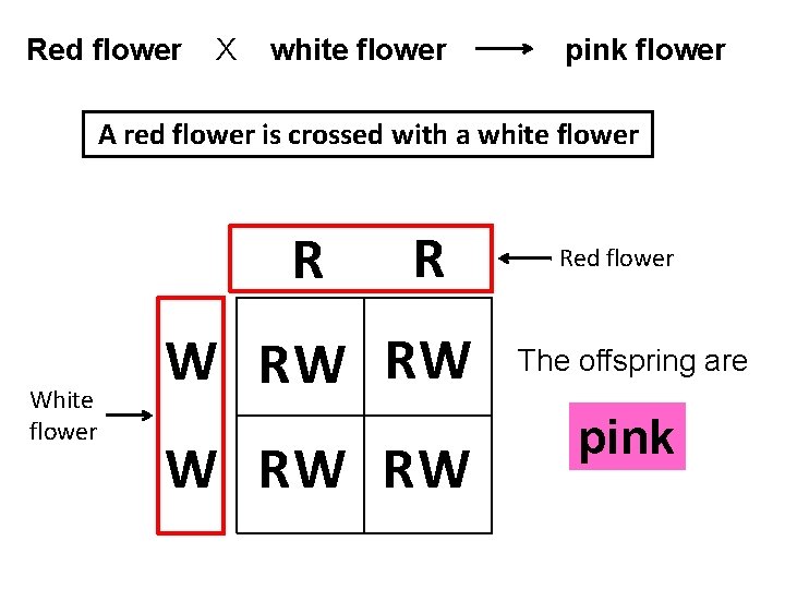 Red flower X white flower pink flower A red flower is crossed with a