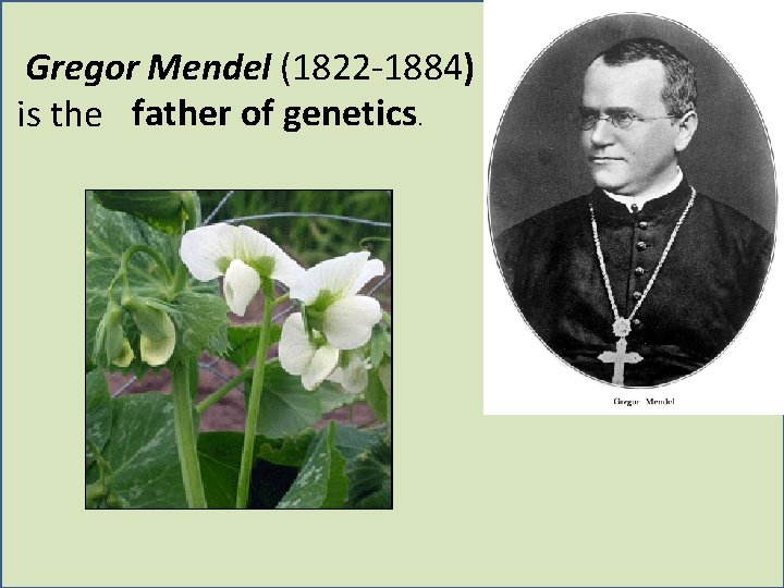 Gregor Mendel (1822 -1884) is the father of genetics. 