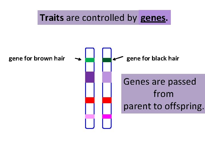 Traits are controlled by genes. gene for brown hair gene for black hair Genes
