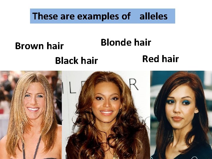 These are examples of alleles Blonde hair Brown hair Red hair Black hair 