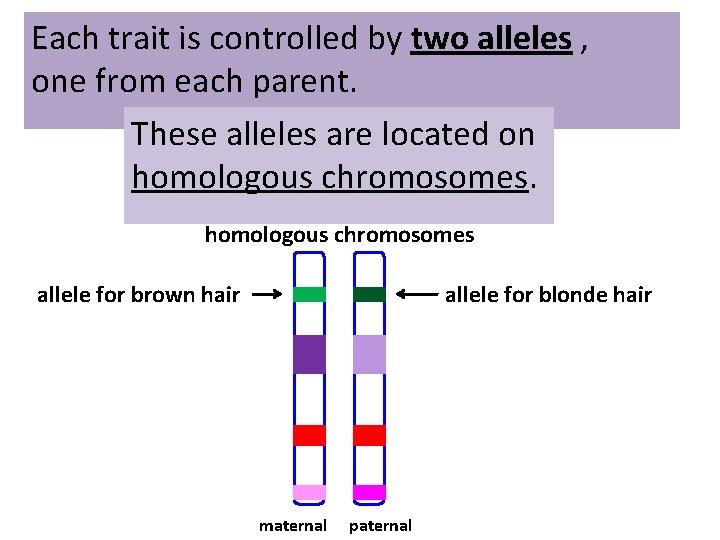 Each trait is controlled by two alleles , one from each parent. These alleles