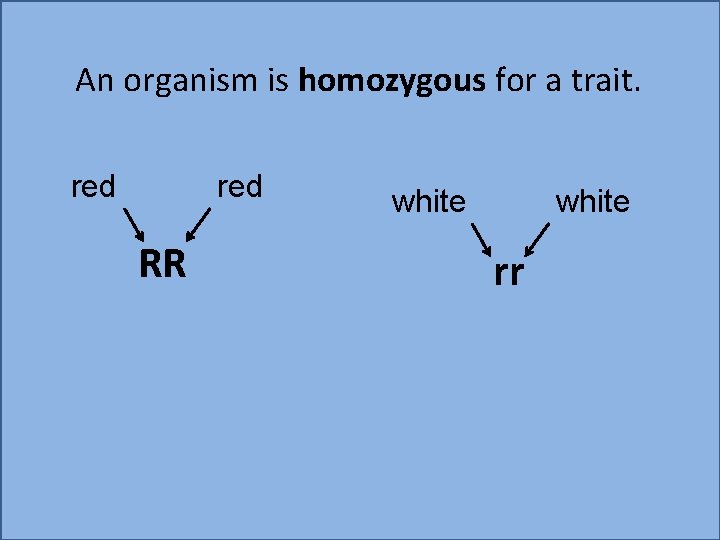 An organism is homozygous for a trait. red RR white rr 