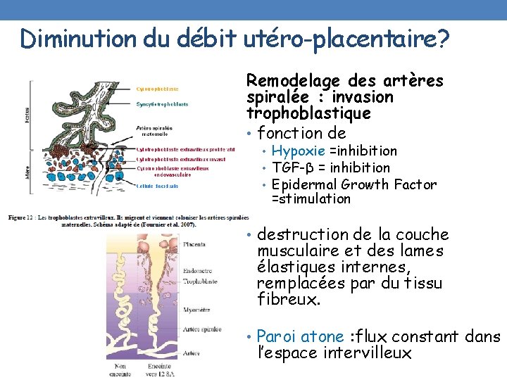 Diminution du débit utéro-placentaire? Remodelage des artères spiralée : invasion trophoblastique • fonction de