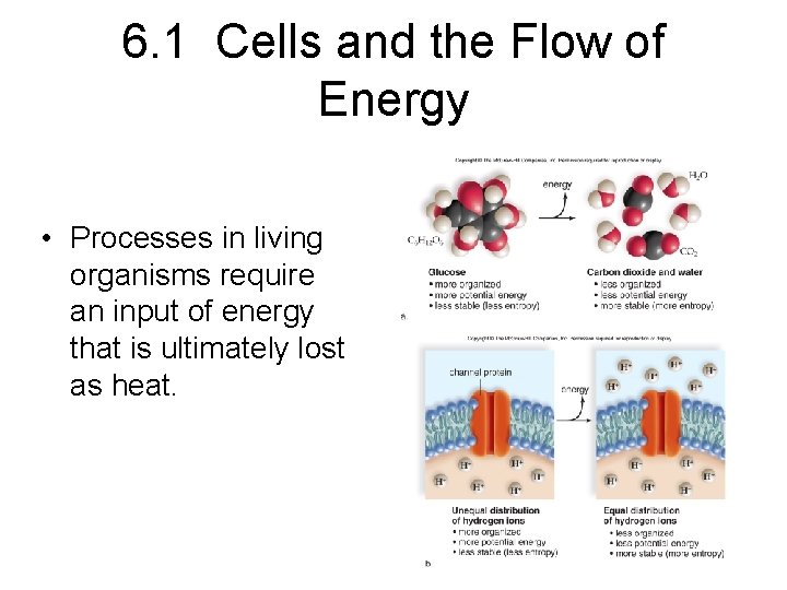 6. 1 Cells and the Flow of Energy • Processes in living organisms require