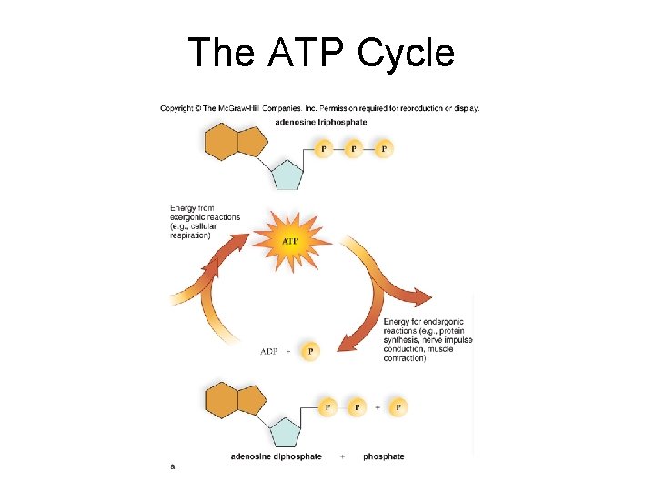 The ATP Cycle 