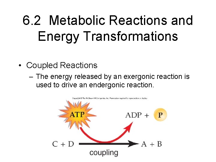6. 2 Metabolic Reactions and Energy Transformations • Coupled Reactions – The energy released