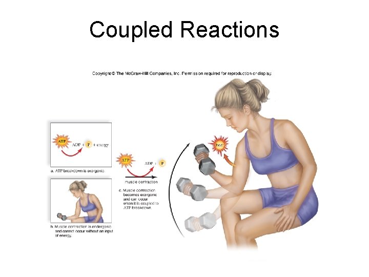 Coupled Reactions Coupled Reactions