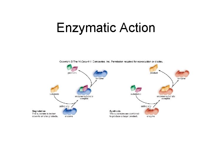 Enzymatic Action 