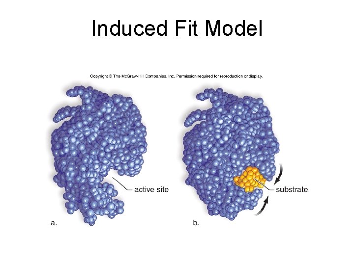 Induced Fit Model 