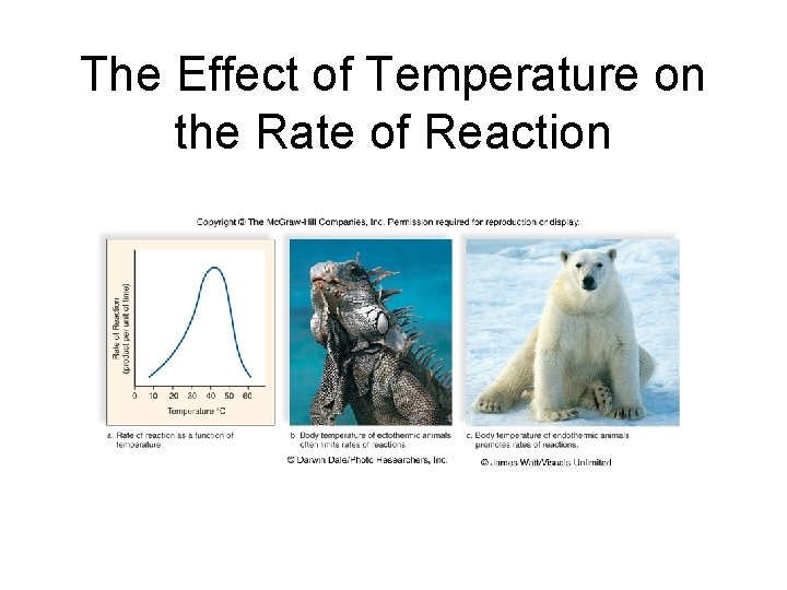 The Effect of Temperature on the Rate of Reaction 
