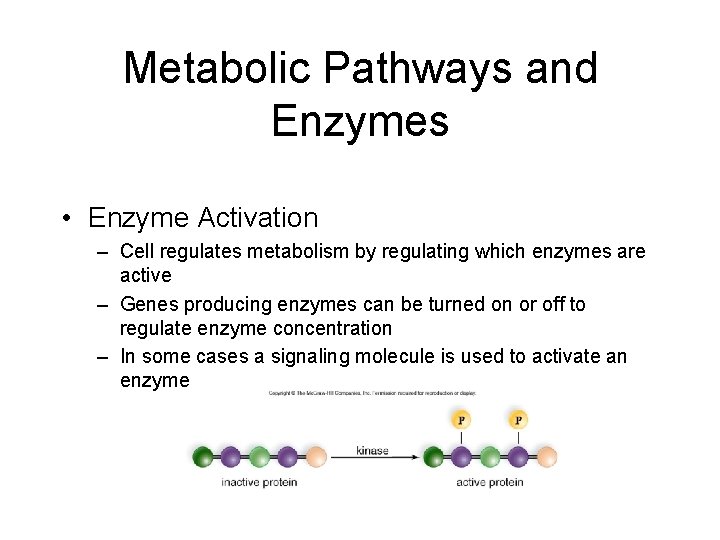 Metabolic Pathways and Enzymes • Enzyme Activation – Cell regulates metabolism by regulating which