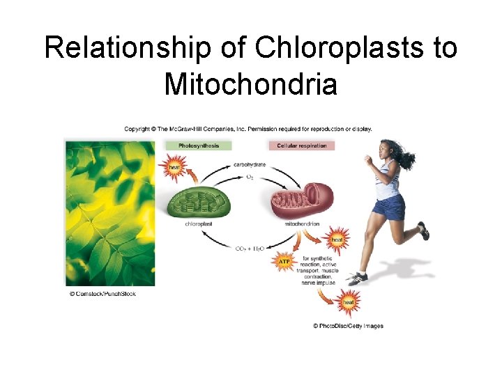 Relationship of Chloroplasts to Mitochondria 