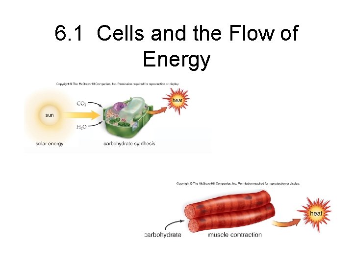 6. 1 Cells and the Flow of Energy 