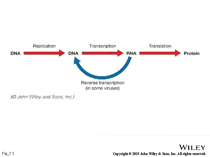 Fig_7. 3 Copyright © 2015 John Wiley & Sons, Inc. All rights reserved. 