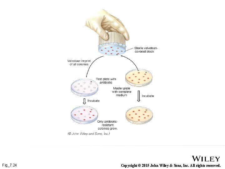 Fig_7. 24 Copyright © 2015 John Wiley & Sons, Inc. All rights reserved. 