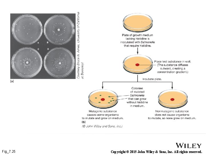 Fig_7. 25 Copyright © 2015 John Wiley & Sons, Inc. All rights reserved. 