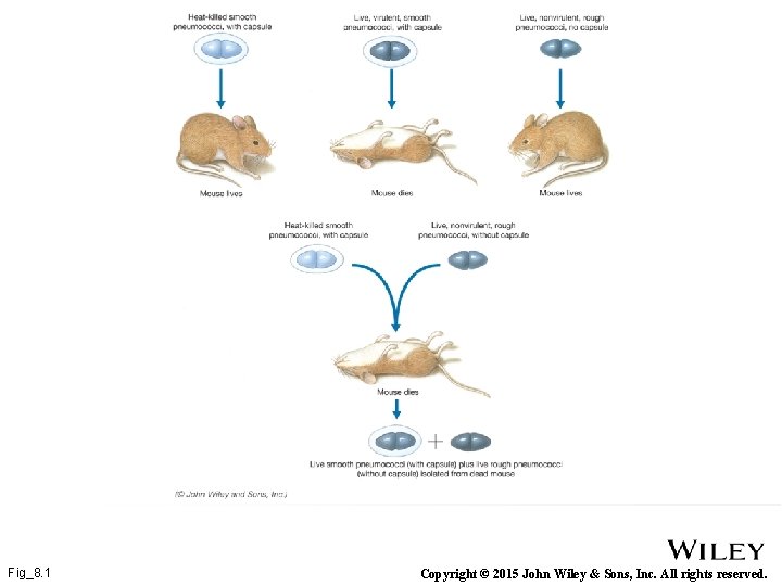 Fig_8. 1 Copyright © 2015 John Wiley & Sons, Inc. All rights reserved. 