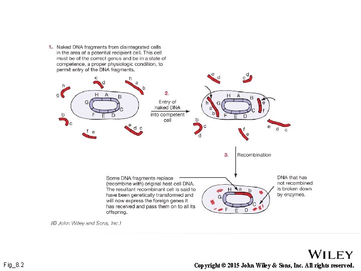 Fig_8. 2 Copyright © 2015 John Wiley & Sons, Inc. All rights reserved. 