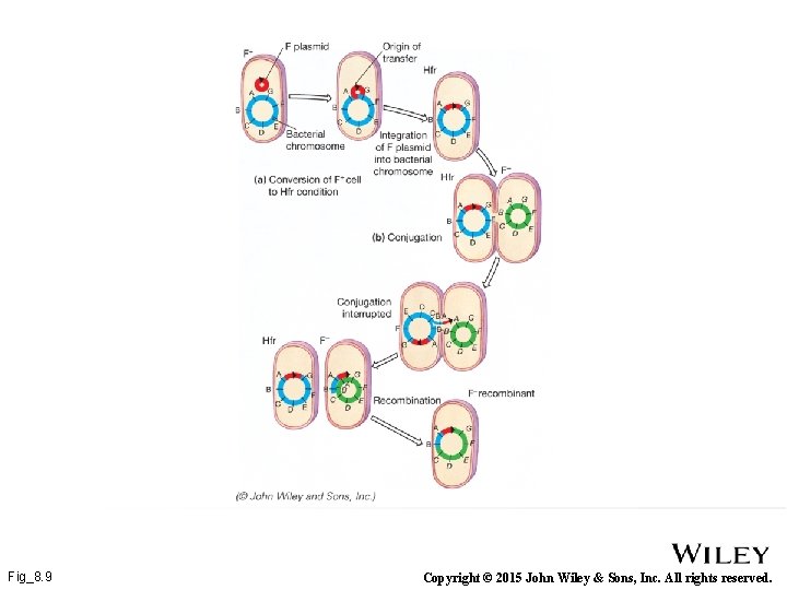 Fig_8. 9 Copyright © 2015 John Wiley & Sons, Inc. All rights reserved. 