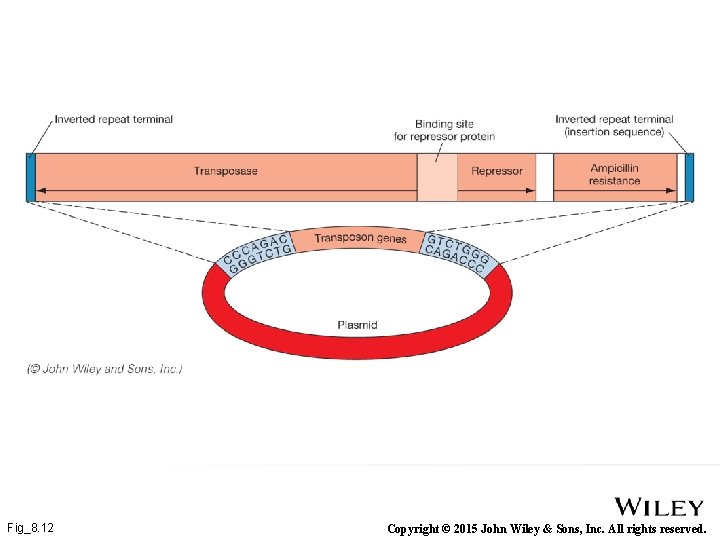 Fig_8. 12 Copyright © 2015 John Wiley & Sons, Inc. All rights reserved. 