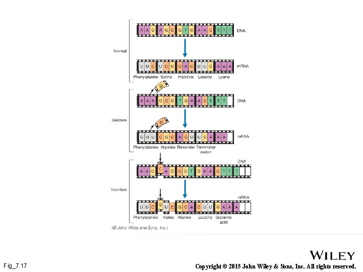 Fig_7. 17 Copyright © 2015 John Wiley & Sons, Inc. All rights reserved. 