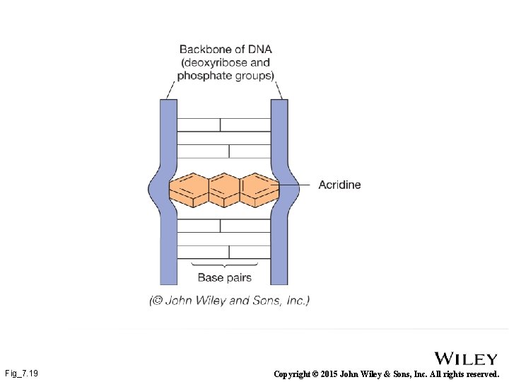 Fig_7. 19 Copyright © 2015 John Wiley & Sons, Inc. All rights reserved. 