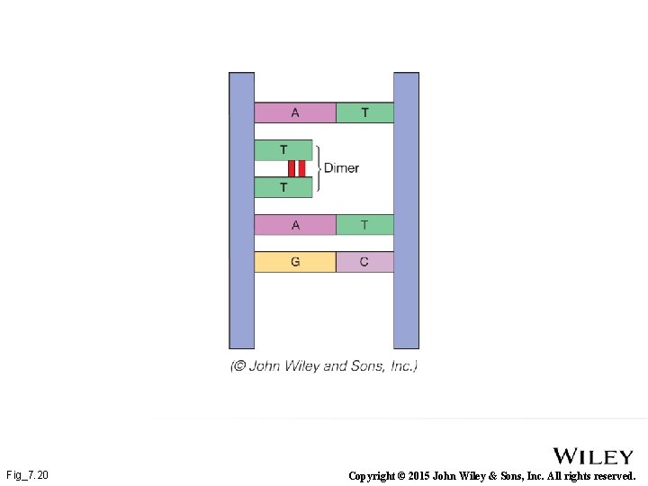 Fig_7. 20 Copyright © 2015 John Wiley & Sons, Inc. All rights reserved. 