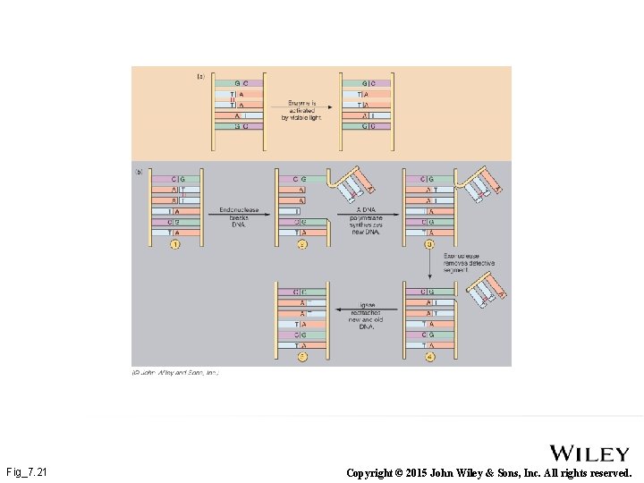 Fig_7. 21 Copyright © 2015 John Wiley & Sons, Inc. All rights reserved. 