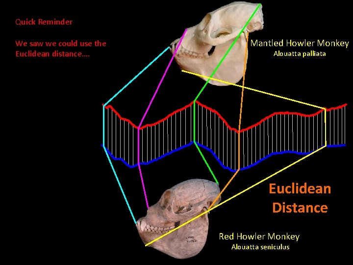 Quick Reminder We saw we could use the Euclidean distance…. Mantled Howler Monkey Alouatta Quick Reminder We saw we could use the Euclidean distance…. Mantled Howler Monkey Alouatta