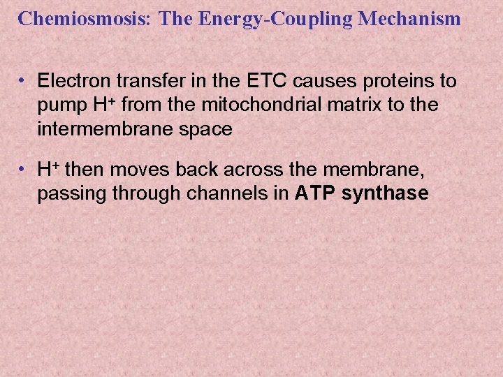 Chemiosmosis: The Energy-Coupling Mechanism • Electron transfer in the ETC causes proteins to pump