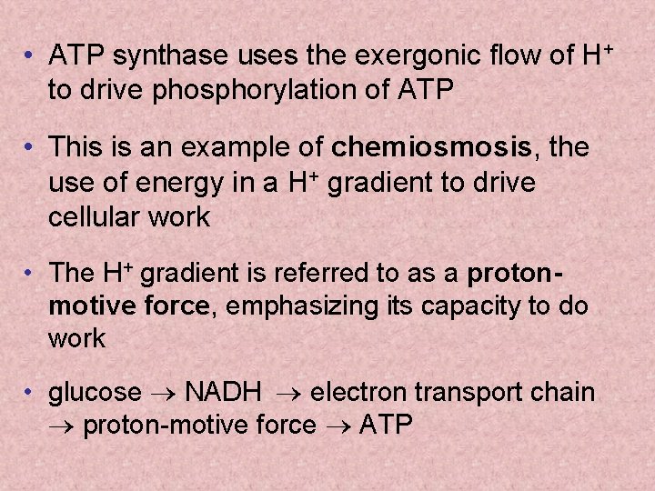  • ATP synthase uses the exergonic flow of H+ to drive phosphorylation of