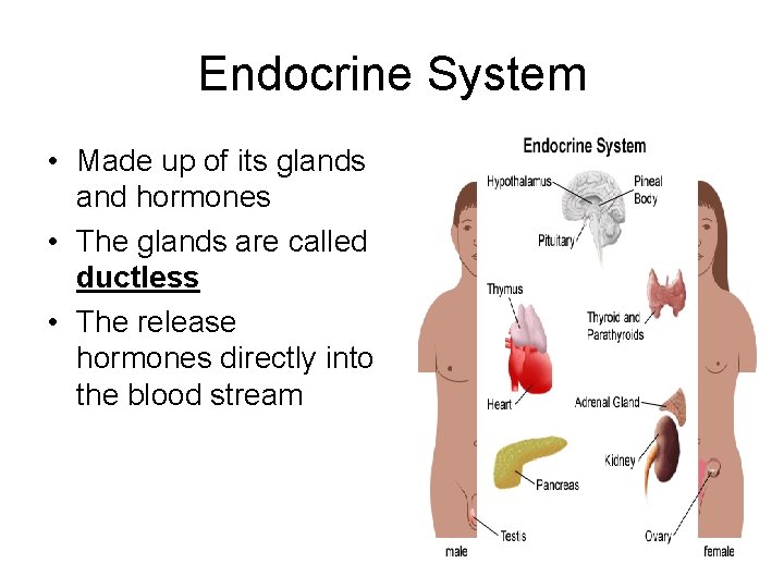 Endocrine System • Made up of its glands and hormones • The glands are