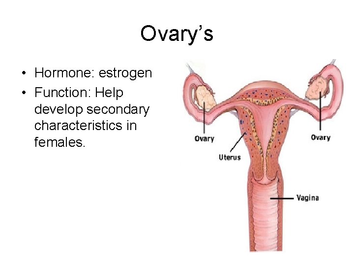 Ovary’s • Hormone: estrogen • Function: Help develop secondary characteristics in females. 