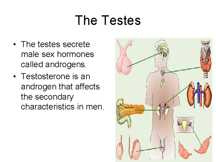 The Testes • The testes secrete male sex hormones called androgens. • Testosterone is