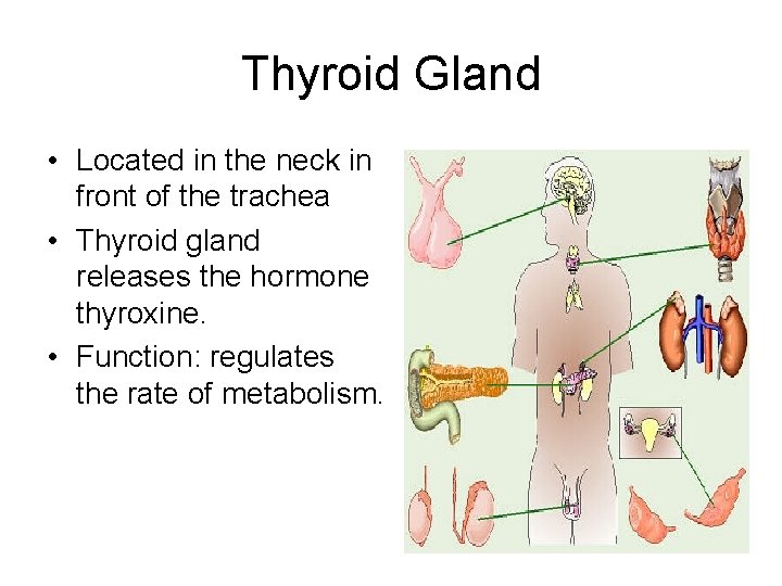 Thyroid Gland • Located in the neck in front of the trachea • Thyroid