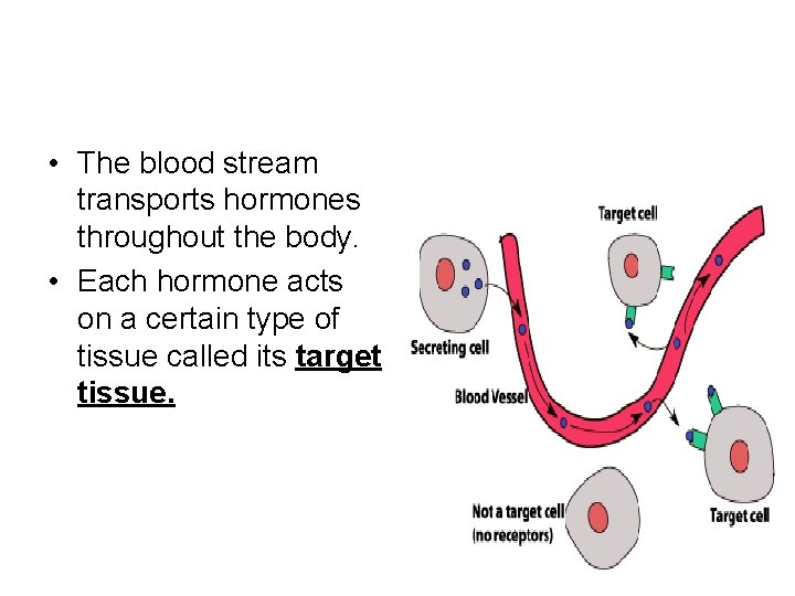  • The blood stream transports hormones throughout the body. • Each hormone acts