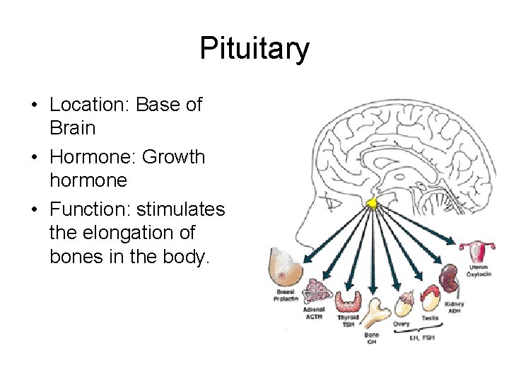 Pituitary • Location: Base of Brain • Hormone: Growth hormone • Function: stimulates the