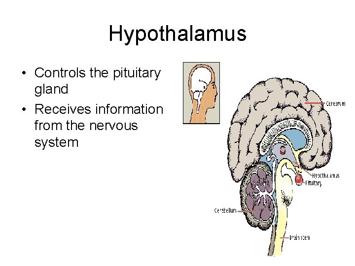 Hypothalamus • Controls the pituitary gland • Receives information from the nervous system 