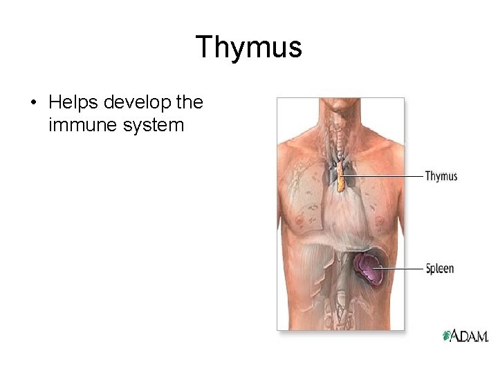 Thymus • Helps develop the immune system 